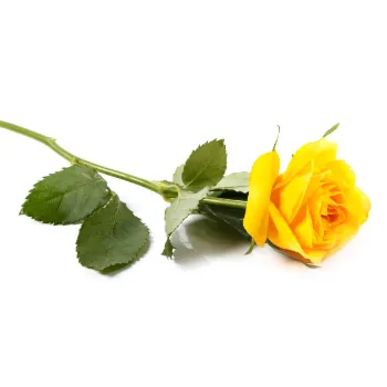 Yellow Rose